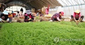 알싸한 맛 서산달래 본격 수확