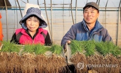 입맛 돋우는덴 이게 최고 서산달래 본격 수확