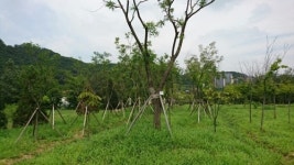 버려진 나무들의 새삶…세계정원 경기가든 상징물로