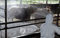 전남 소 브루셀라병 청정…31만여건 검사 음성