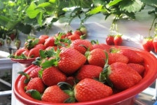 [카메라뉴스] 한파 속 탐스러운 딸기 수확 한창