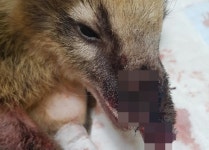 야생동물 카페서 여우에 물린 긴코너구리 숨져