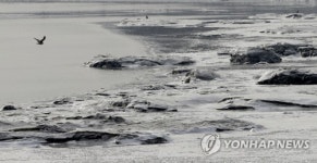 얼기 시작한 김포지역 한강