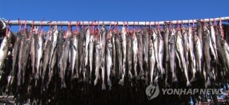 추위에 일손 바빠진 인제 황태덕장