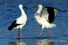 남대천, 황새 보금자리 되나…2마리 1주일째 머물러 관심