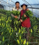일본 수출길 오른 청양 백합