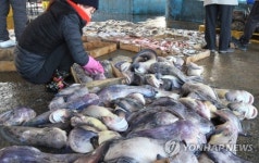 속풀이엔 이게 최고, 제철맞은 물텀벙이
