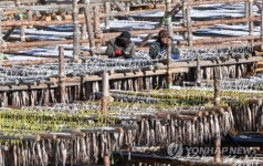 추워야 제맛…바빠진 대관령 황태덕장