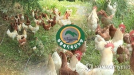 내년부터 산란계 농장 전수검사…축산농가 사육밀도 상향조정
