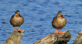 따뜻한 햇볕 쬐는 흰뺨검둥오리