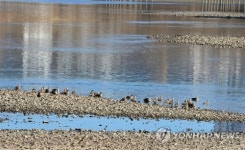 금강 보 수문 열었더니…모래톱 생기고 각종 새 돌아와