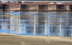세종보 찾은 오리들