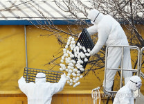 영암 육용오리 농장서 또 H5N6형 AI 검출…확산 비상