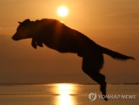 진도개 황금빛 도약