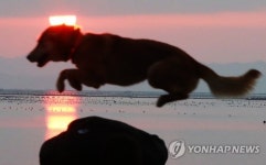 진도개 무술년 맞이 도약