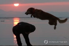 진도개 무술년 맞이 도약