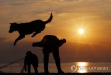 황금개띠해 진도개 도약