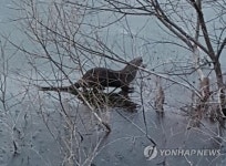 증평 저수지에서 목격된 수달