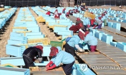 추위가 반가운 한천 농가