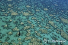 산호초 백화현상 발생 40년새 5배…피해지역도 확산