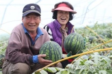 함안 수박이 묻는다 겨울 수박은 맛이 없다고요?