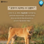 [카드뉴스] 일제 학살로 멸종위기 처했던 동경이, 다시 돌아왔어요