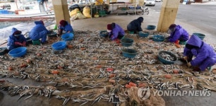 양미리 가득한 강릉 사천항