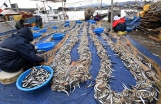 양미리 가득한 강릉 사천항