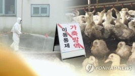 전남 나주 육용오리 농가, 고병원성 AI 확진