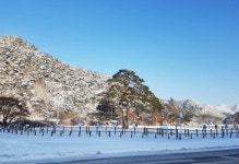 [카메라뉴스] 설경과 어우러진 정이품송