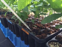 전남산림자원연구소, 세계 3대 식재료 트러플 증식 연구