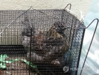 폭설로 도심에서 발견된 오골계