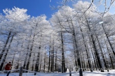 동토로 변한 만항재