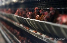 A4용지 닭장 신규허가 안 내 준다…가금밀집지 농가 이전 추진