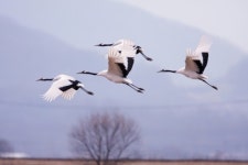 올겨울 철원에 멸종위기 두루미 930마리 도래…역대 최다