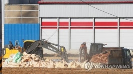평택 산란계 농장 고병원성 AI 확진