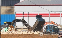 평택 산란계 농장 고병원성 AI 확진