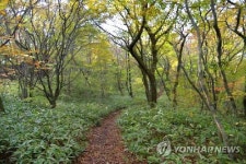 세계지질공원 대표 명소 교래 삼다수 마을 내 숲길