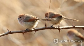 옹기종기 모여 앉은 뱁새