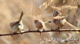 옹기종기 모여 앉은 뱁새