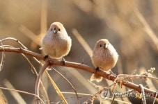옹기종기 모여 앉은 뱁새