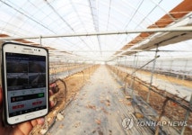 스마트폰으로 관리되는 포도농장