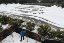 무너진 비닐하우스