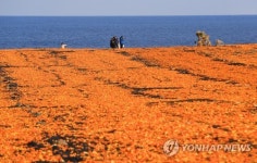 제주 감귤 껍질 기능성 성분 산업화 추진…품질인증제 도입