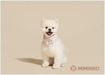 개셔니스타 공략 나선 패션업계…애견옷 브랜드 론칭