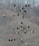 떠날 준비하는 겨울 철새들