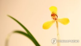 봄 향기 가득한 춘란
