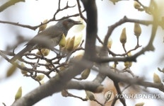 목련, 꽃망울을 터뜨리다