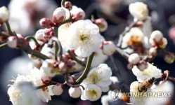 남녘은 봄 도착