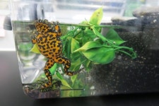 무당개구리 배아 활용한 호흡기 질환 치료기술 첫 개발